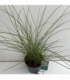 Miscanthus