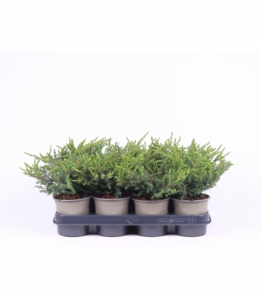 Juniperus