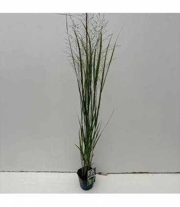 Panicum