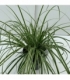 Carex