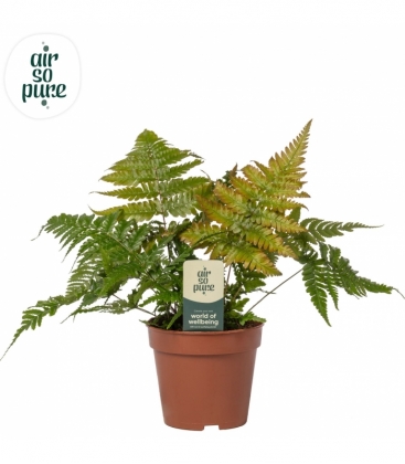 Dryopteris