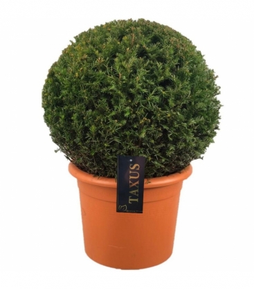 Taxus