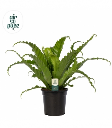 Asplenium