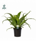 Asplenium