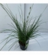 Carex