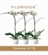 Phalaenopsis