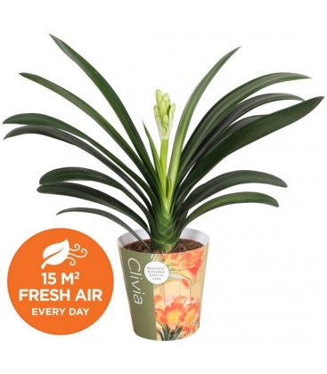 Clivia