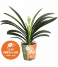 Clivia