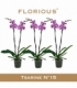 Phalaenopsis