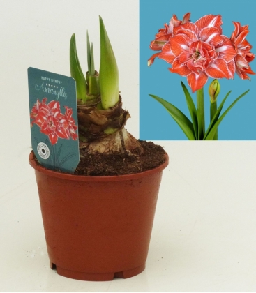 Amaryllis