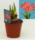 Amaryllis