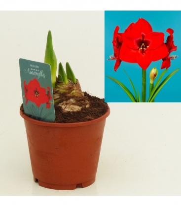 Amaryllis