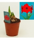 Amaryllis