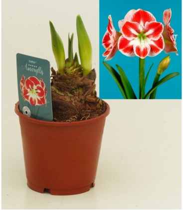 Amaryllis