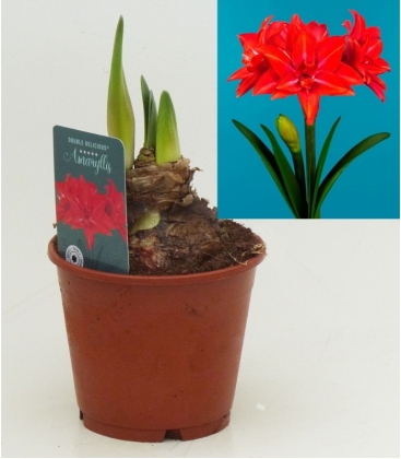 Amaryllis