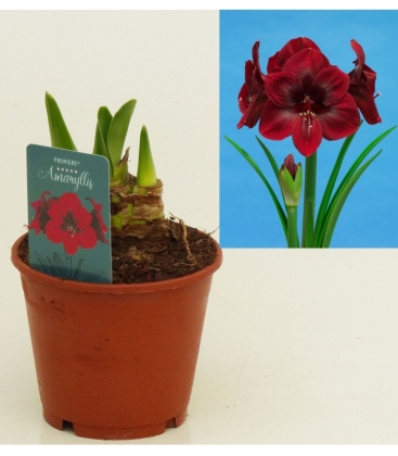 Amaryllis