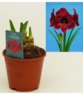 Amaryllis