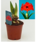 Amaryllis