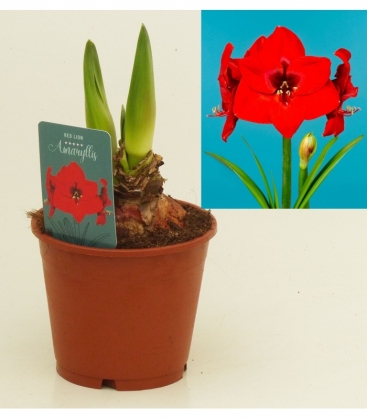 Amaryllis