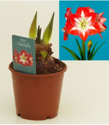 Amaryllis