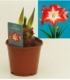 Amaryllis