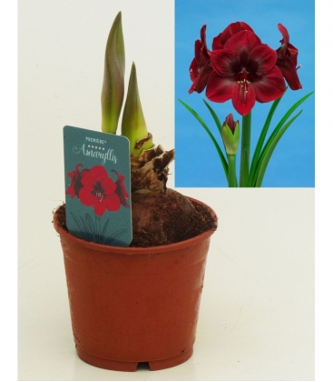 Amaryllis