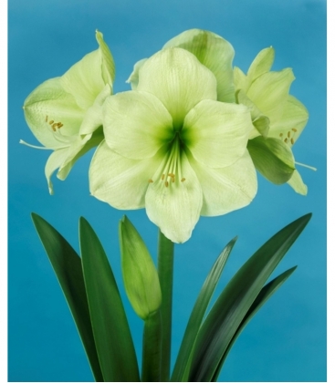 Amaryllis