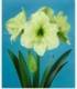 Amaryllis