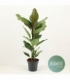 Ficus