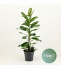 Ficus