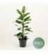 Ficus