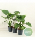 Alocasia