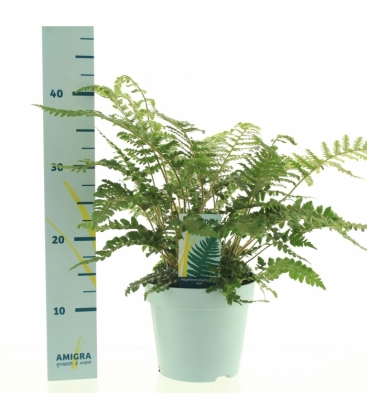 Polystichum