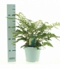 Polystichum