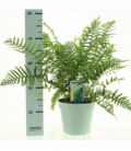 Dryopteris