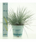 Festuca