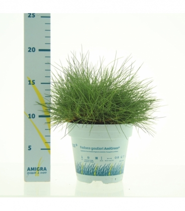 Festuca