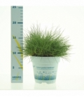 Festuca