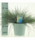 Festuca