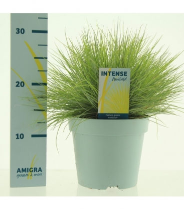 Festuca