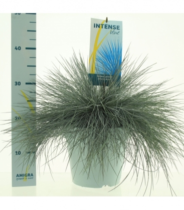 Festuca