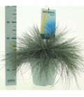 Festuca