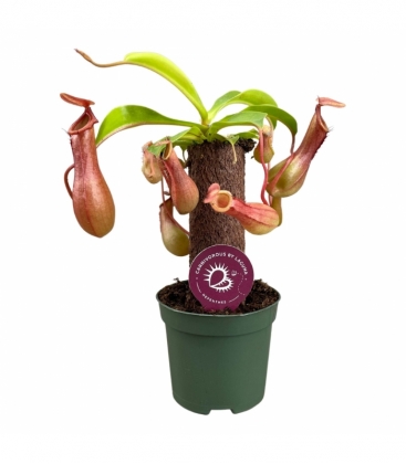 Nepenthes