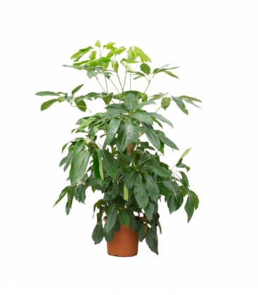 Schefflera