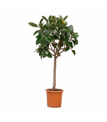 Ficus