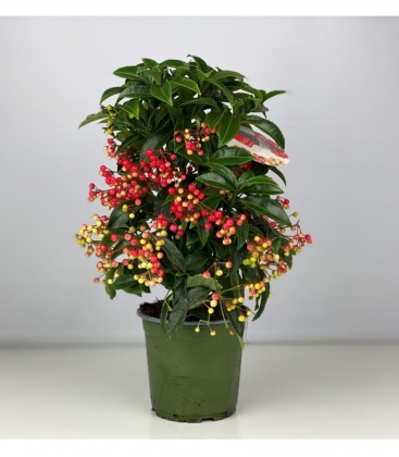 Ardisia