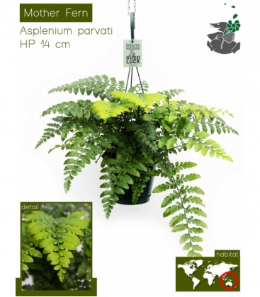 Asplenium