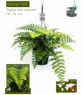 Asplenium