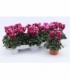 Cyclamen