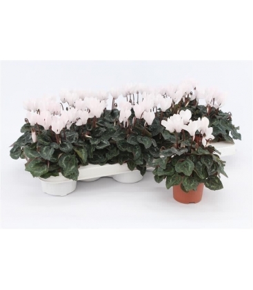 Cyclamen